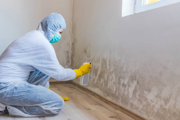 Licensed Commercial Mold Remediation service in Stevenson, MD - WQB Mold Removal