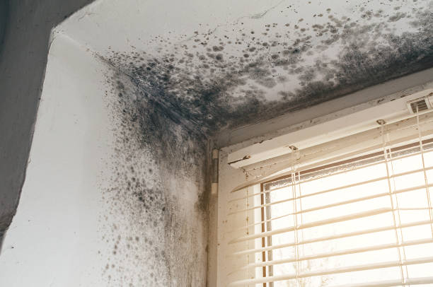 Affordable Commercial Mold Remediation solutions in Stevenson, MD